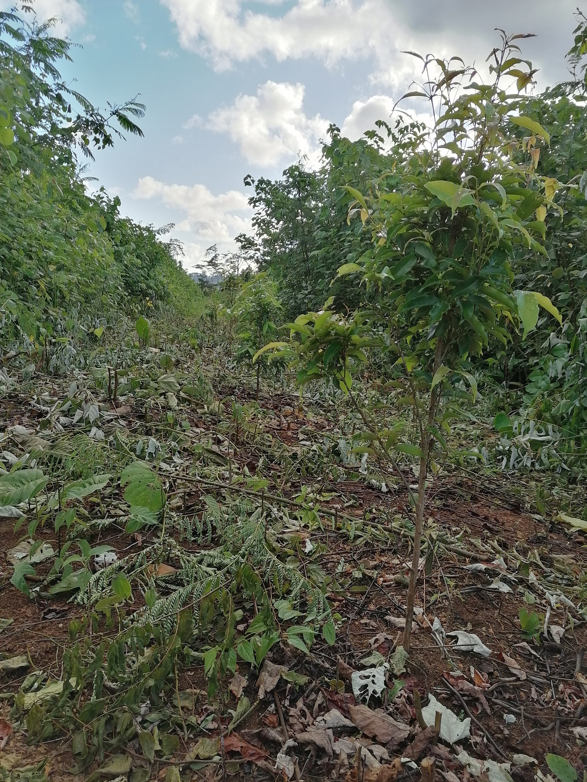 UTF-8   Py 1 block 2 puruhu nachiklai clan