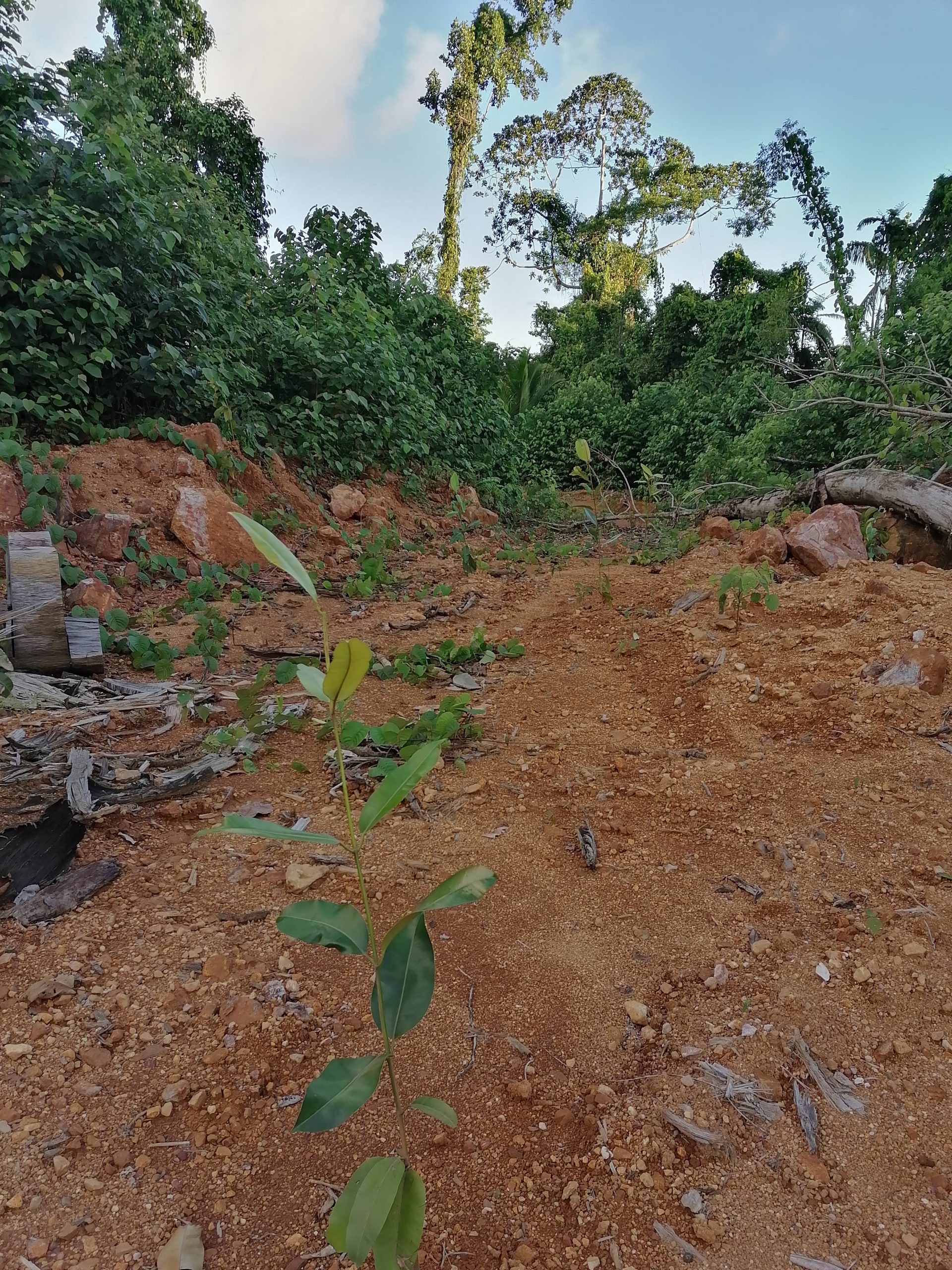 reforest roadside (1)