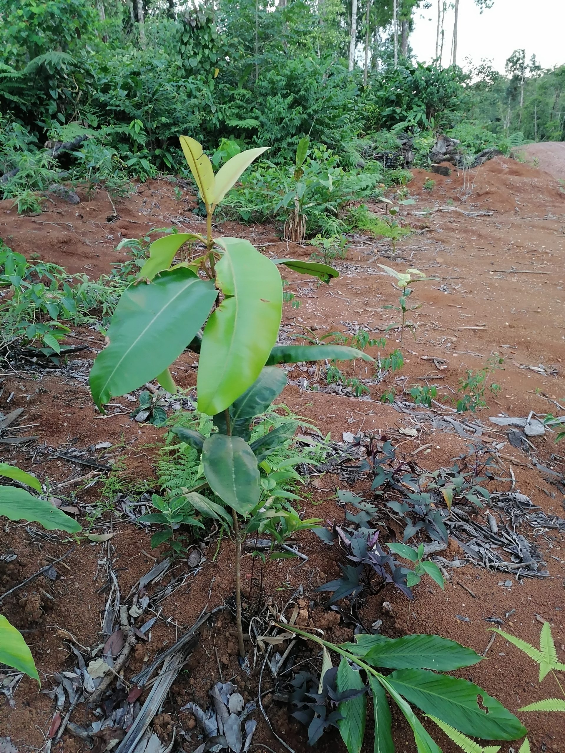 UTF-8   Py 1 block 4 Tahei clan