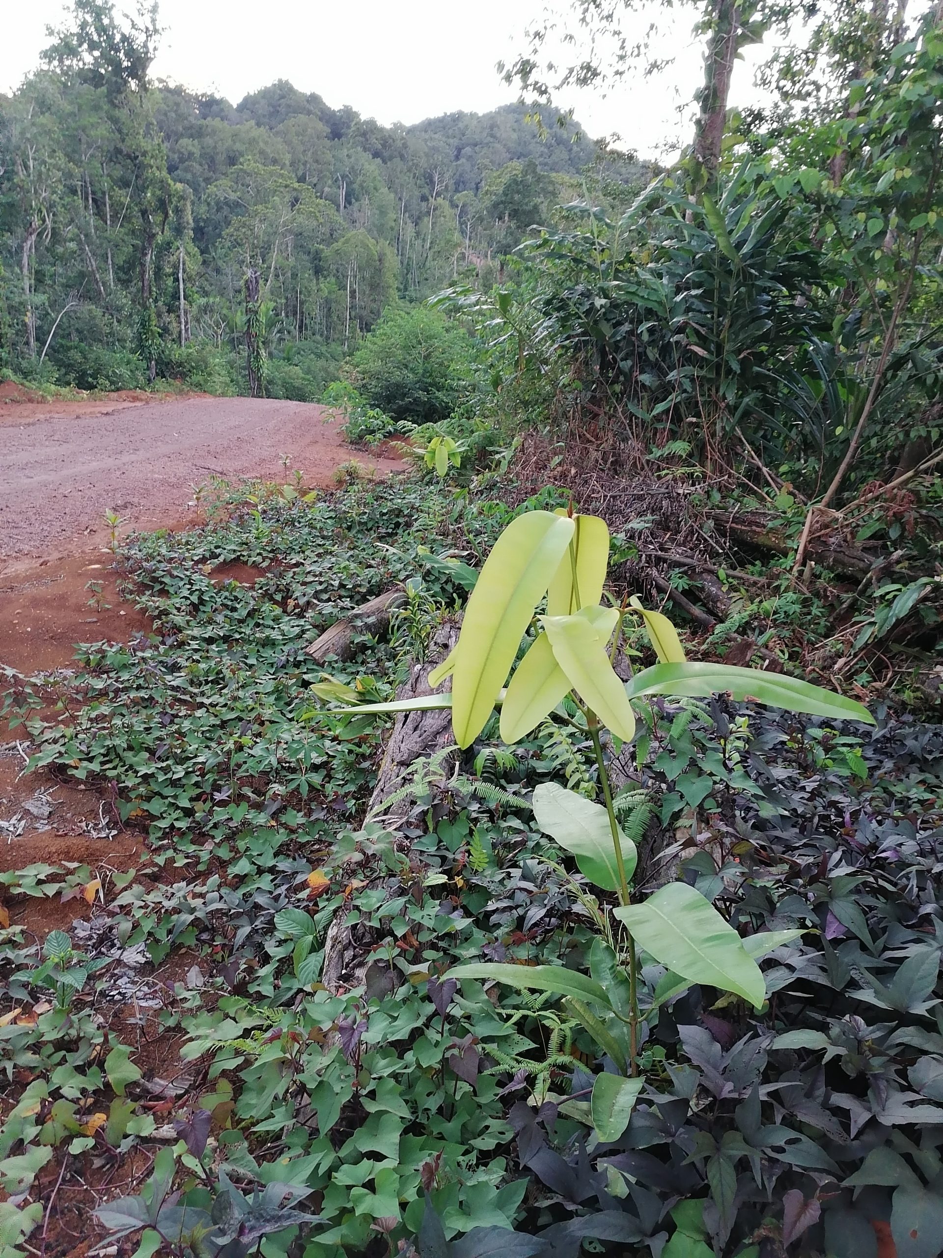 UTF-8   Py 1 block 4 Tahei clan