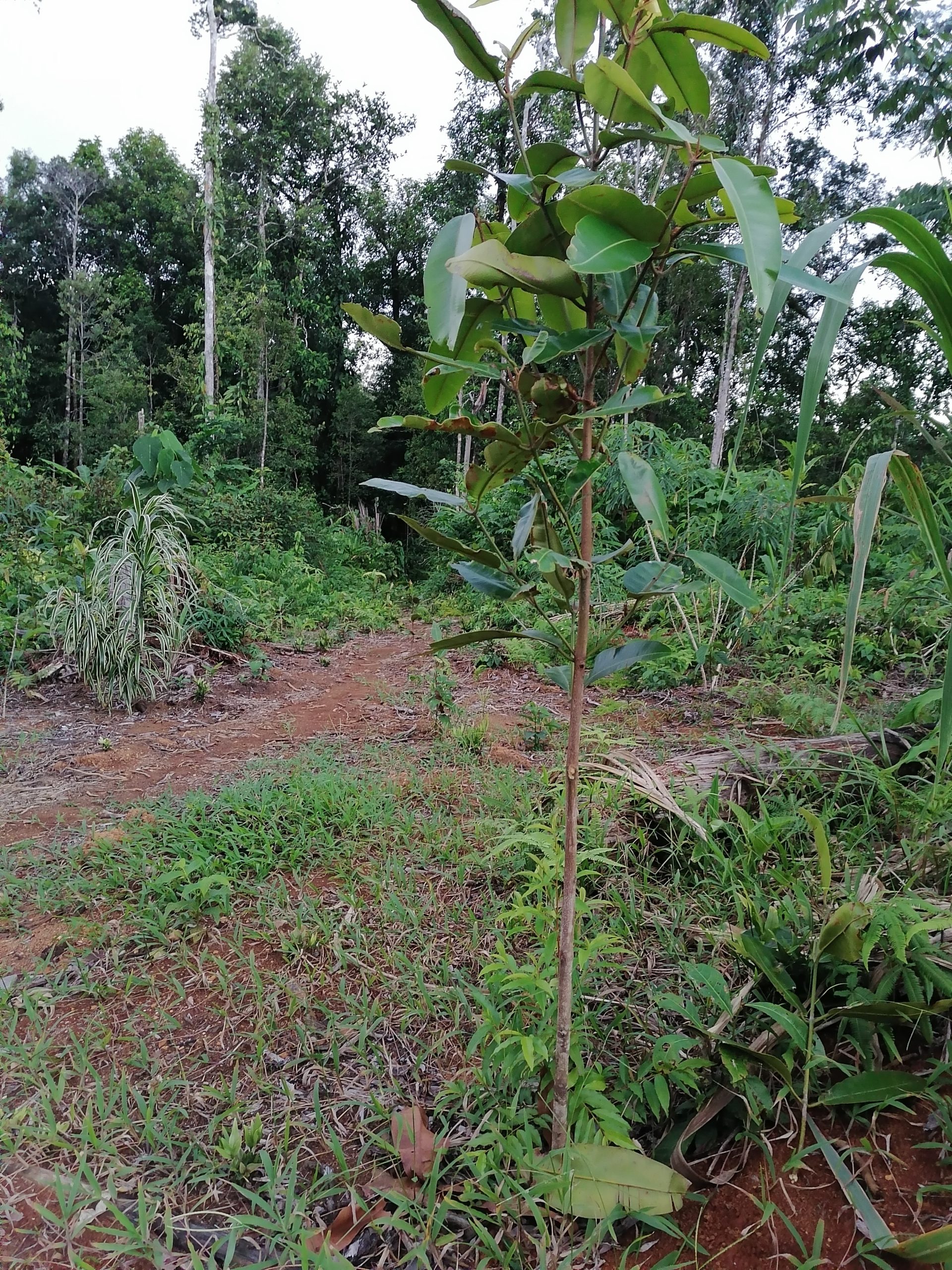 UTF-8   Py 1 block 4 Tahei clan