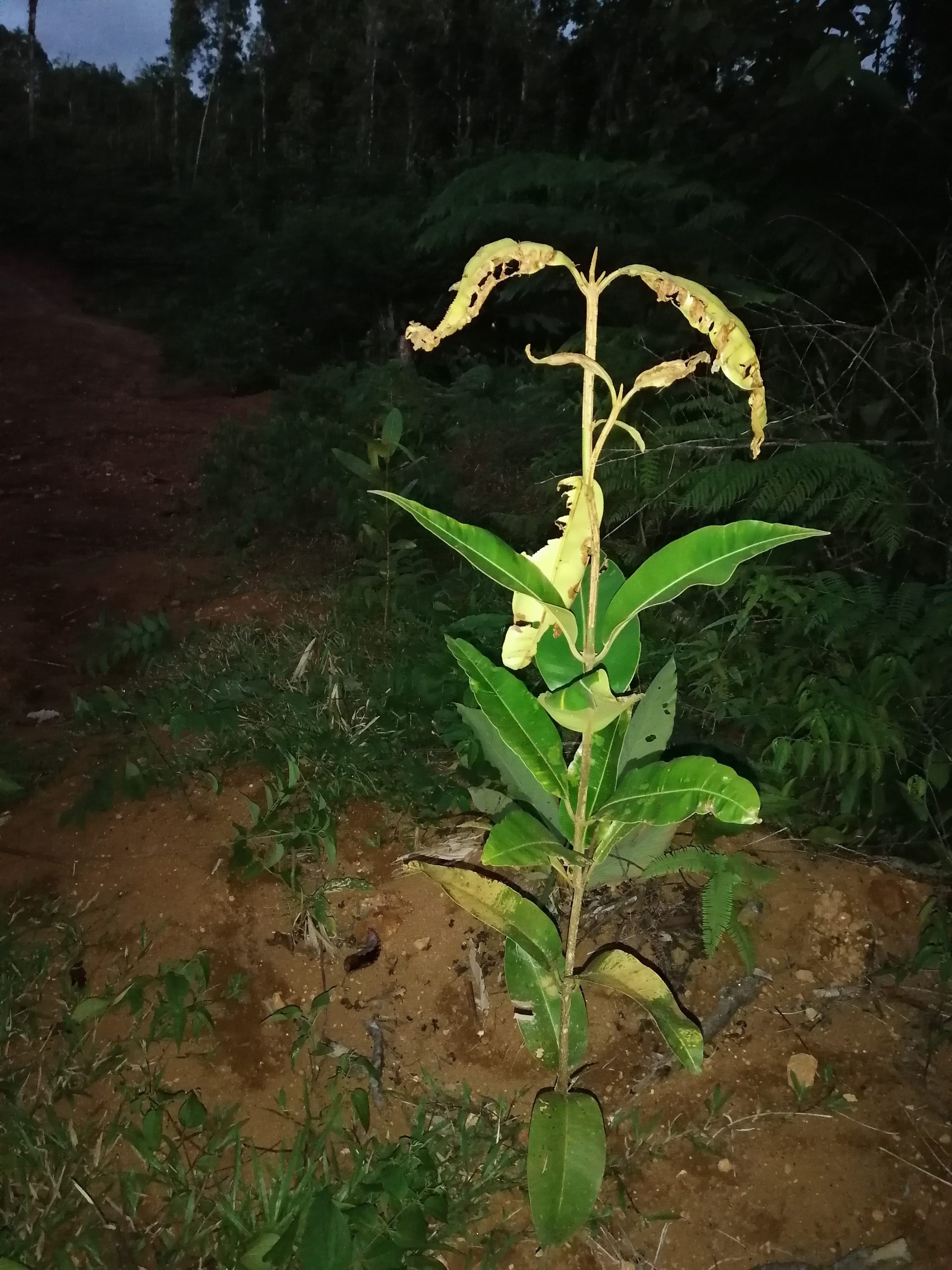 reforest roadside (7)