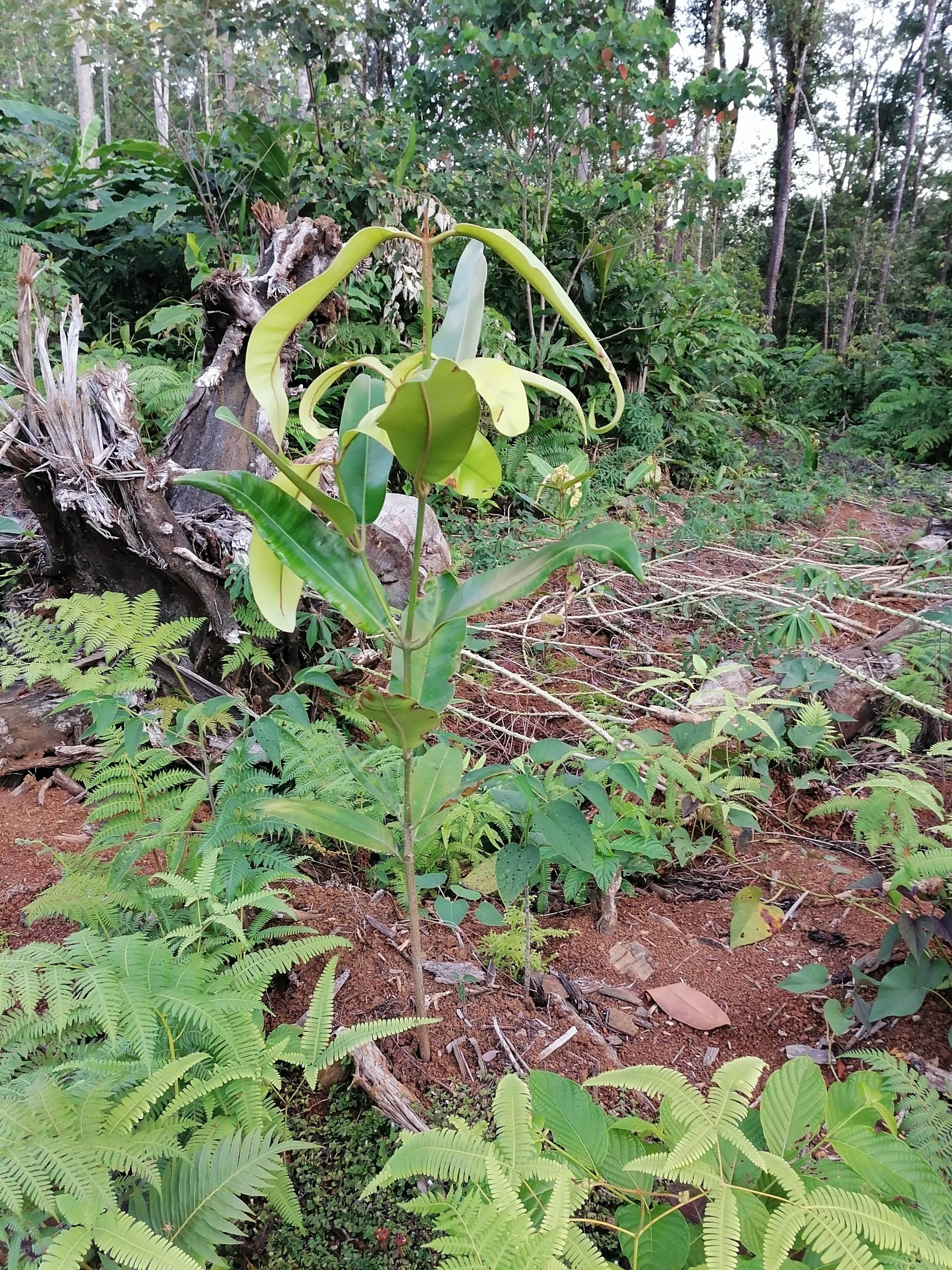 UTF-8   Py 1 block 4 Tahei clan